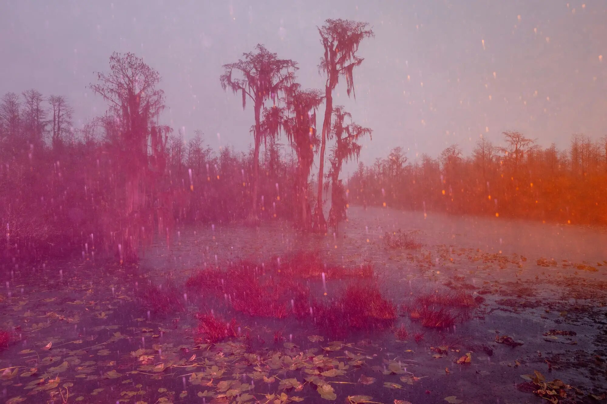 ثبت انرژی «اسرارآمیز» یک باتلاق جادویی/ عکس‌هایی که ژانر وحشت را تداعی می‌کنند