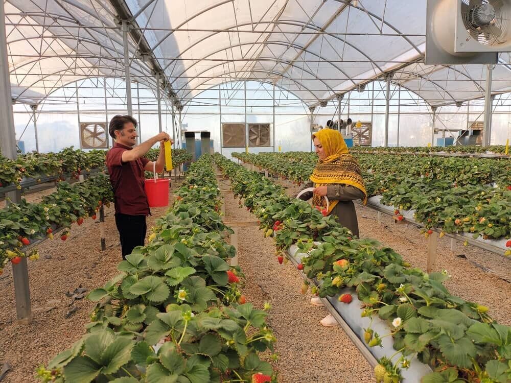 افزایش سطح گلخانههای چهارمحال و بختیاری به ۱۲۰ هکتار