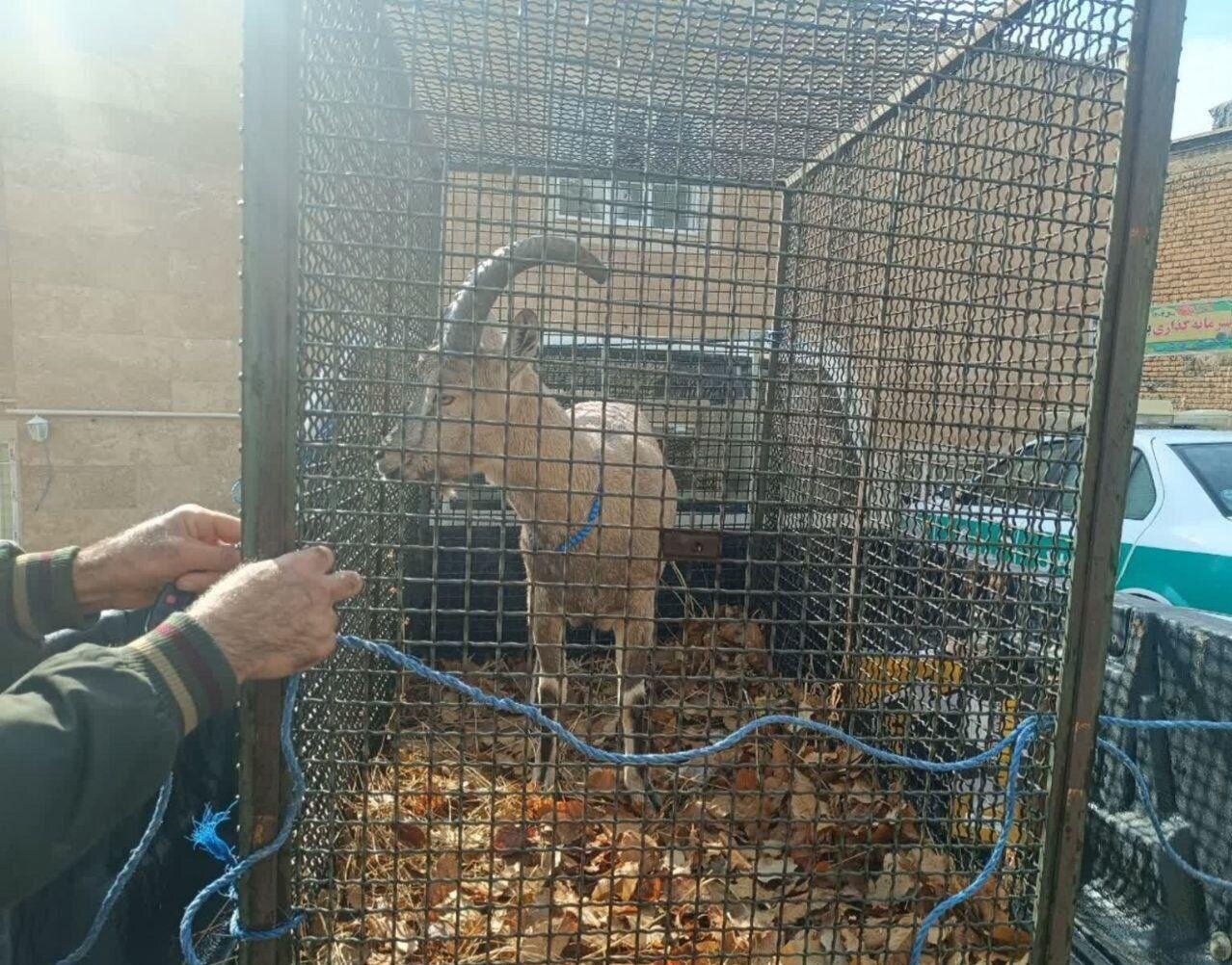 کشف و ضبط یک رأس کل وحشی در بازرسی از یک واحد خدماتی در ایلام