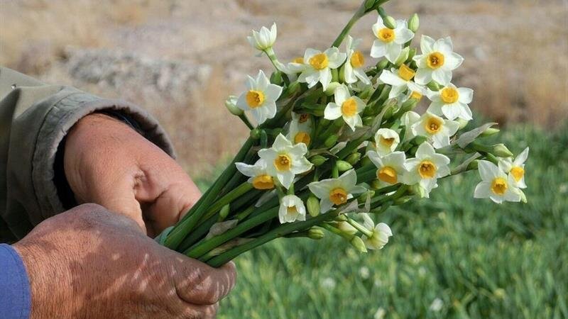کیفیت بالای گل نرگس خراسان جنوبی، مزیت رقابتی تولیدکنندگان استان