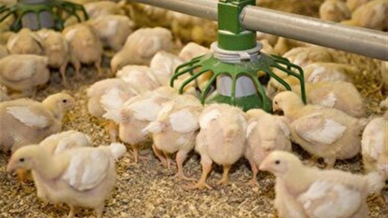 تولید ۱۸ هزار تن گوشت مرغ مازاد بر نیاز در استان مرکزی