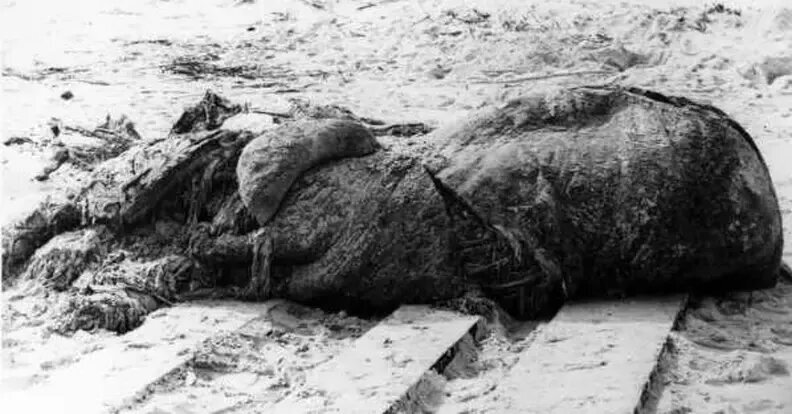 هیولاهای مرموزی که از اقیانوس به ساحل می‌آیند | عکس