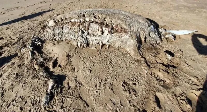 هیولاهای مرموزی که از اقیانوس به ساحل می‌آیند | عکس