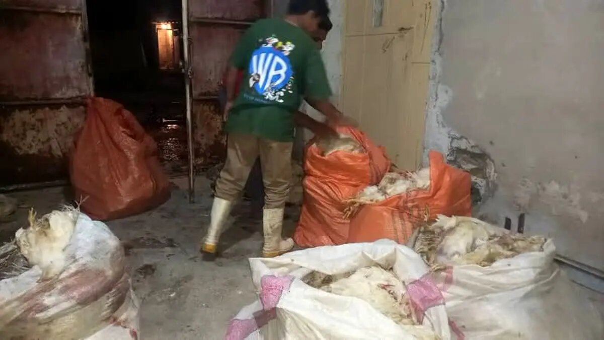 در سیلاب بیش از ۲۰ هزار مرغ در روستای «مهدیآباد یکمهه» مسجدسلیمان تلف شد