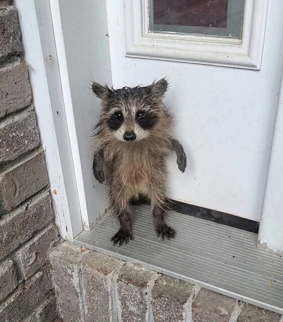 حیات وحش به روایت عکس