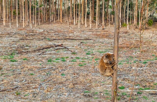 حیات وحش به روایت عکس