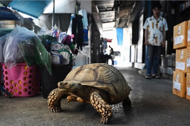 حیات وحش به روایت عکس