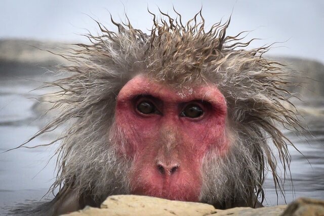 حیات وحش به روایت عکس