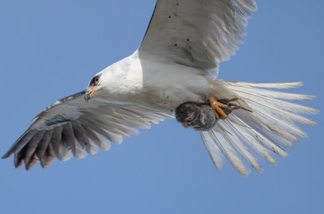 حیات وحش به روایت عکس