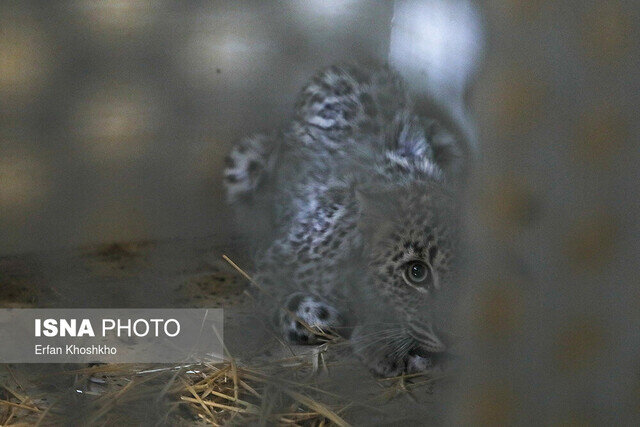 قرنطینه مرکز بازپروری پردیسان به دلیل شیوع یک بیماری