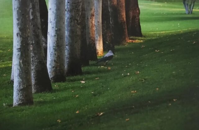 چرا عکس‌های کیارستمی معروف شدند؟