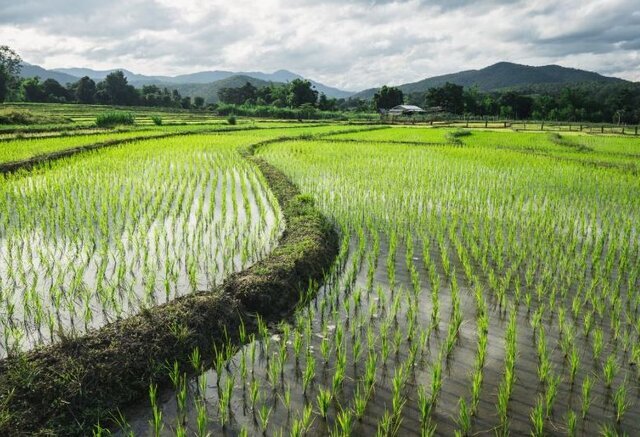 بحران کم‌آبی در بزرگترین تولیدکننده برنج جهان نمایان شد