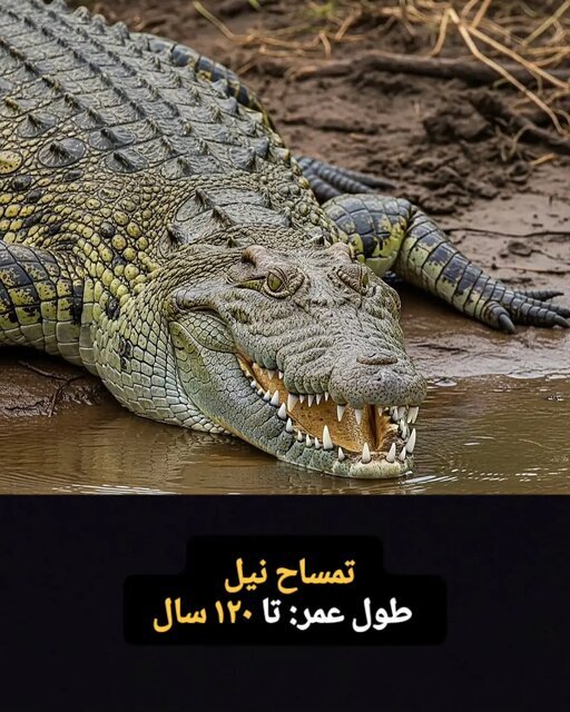 این موجودات فقط ۱۰۰ سال کودکی می کنند! + تصاویر