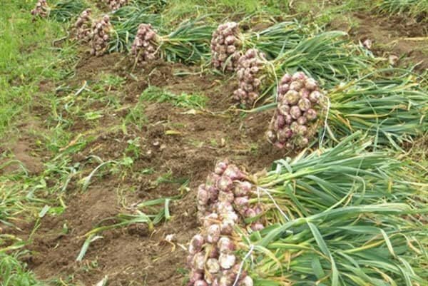 پیشبینی تولید ۸ هزار تن سیر در آذربایجان شرقی در سال زراعی جاری