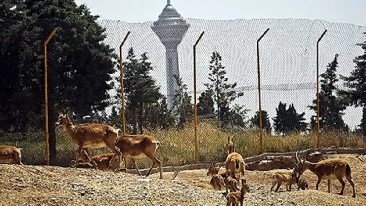 علت قرنطینه موقت مرکز بازپروری پردیسان مشخص شد