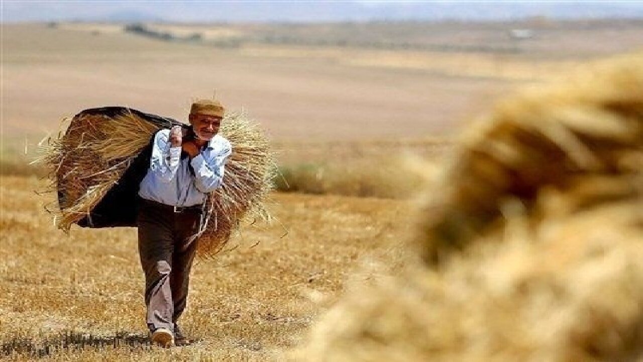 ارزش محصولات کشاورزی لرستان در سال زراعی گذشته ۱۲۰ همت بوده است