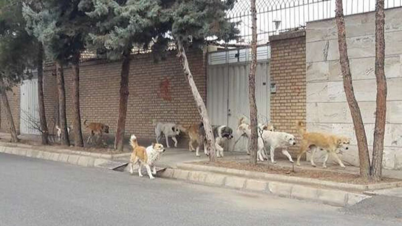 سگهای ولگرد، تهدیدی فراگیر در کرمان و شهرهای اطراف