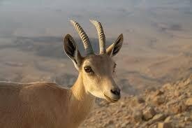 بازگشت بزکوهی به دامان طبیعت هورامان ‏