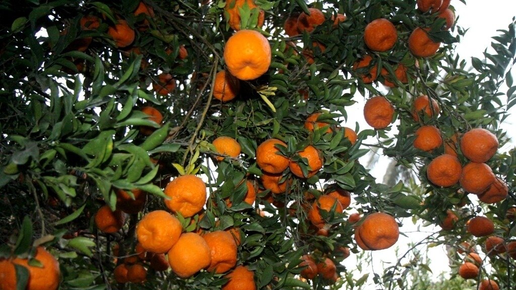 برداشت ۸۵ هزار تن نارنگی از باغهای هرمزگان آغاز شد