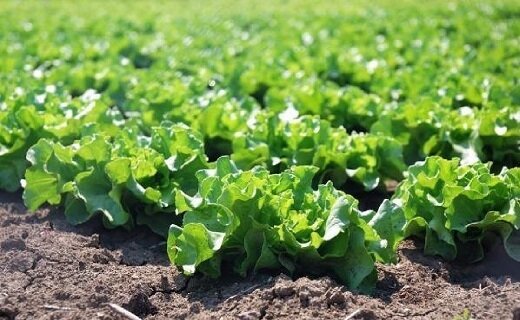 تولید ۵۰ هزار تن راتون در شالیزارهای گیلان
