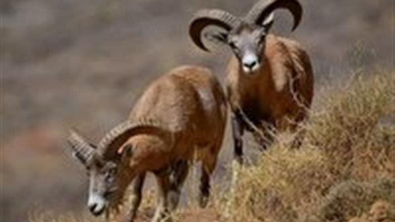 آغاز سرشماری حیات وحش در استان سمنان