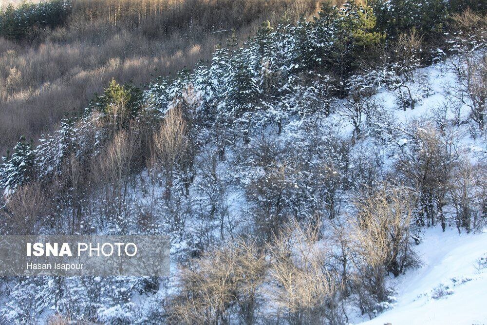 هیرکانی در آغوش زمستان