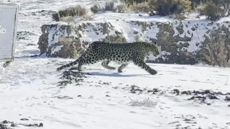 رهاسازی موفق پلنگ شهمیرزاد در زیستگاه طبیعی