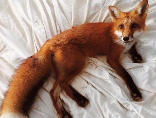 گزارشی از جولان روباهها در شهر