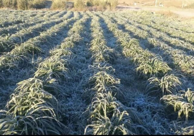 خسارت یخبندان به نرگسزارهای درهشهر