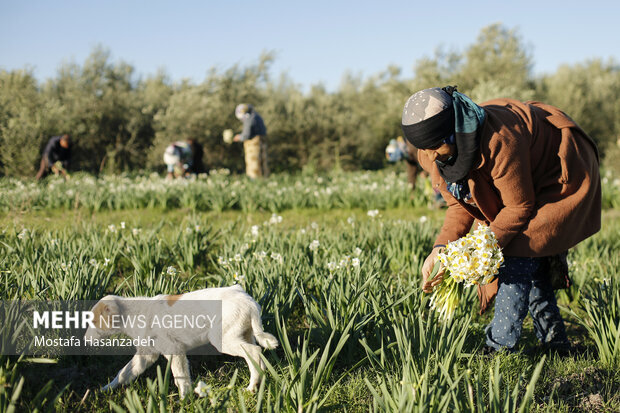 نرگس که می‌روید امید شکوفه می‌زند؛ قصه‌ای طلایی از خاک، عطر و آینده