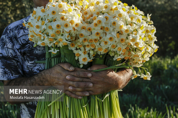نرگس که می‌روید امید شکوفه می‌زند؛ قصه‌ای طلایی از خاک، عطر و آینده