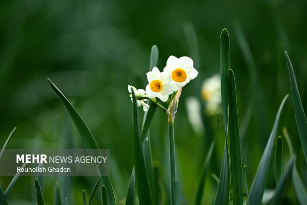 نرگس که می‌روید امید شکوفه می‌زند؛ قصه‌ای طلایی از خاک، عطر و آینده