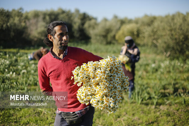 نرگس که می‌روید امید شکوفه می‌زند؛ قصه‌ای طلایی از خاک، عطر و آینده