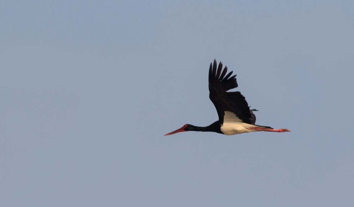 مهاجر ساکت و سیاه، گذرش به شهرستان زهک افتاد
