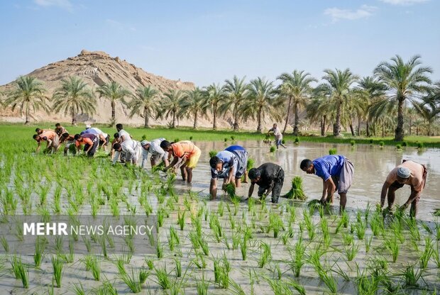 قیمت کالاهای اساسی امروز جمعه ۱۲ دی ۱۴۰۴ در بازار جهانی