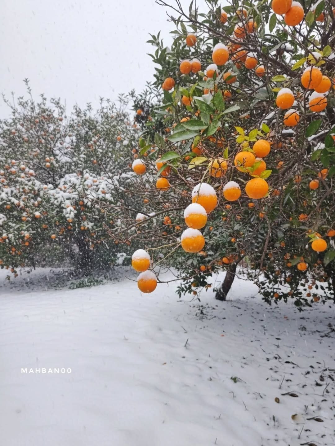 تصاویر زمستانی از رحیم‌آباد گیلان