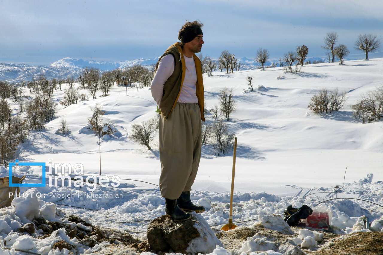 عکس/ بانه پس از بارش سنگین برف