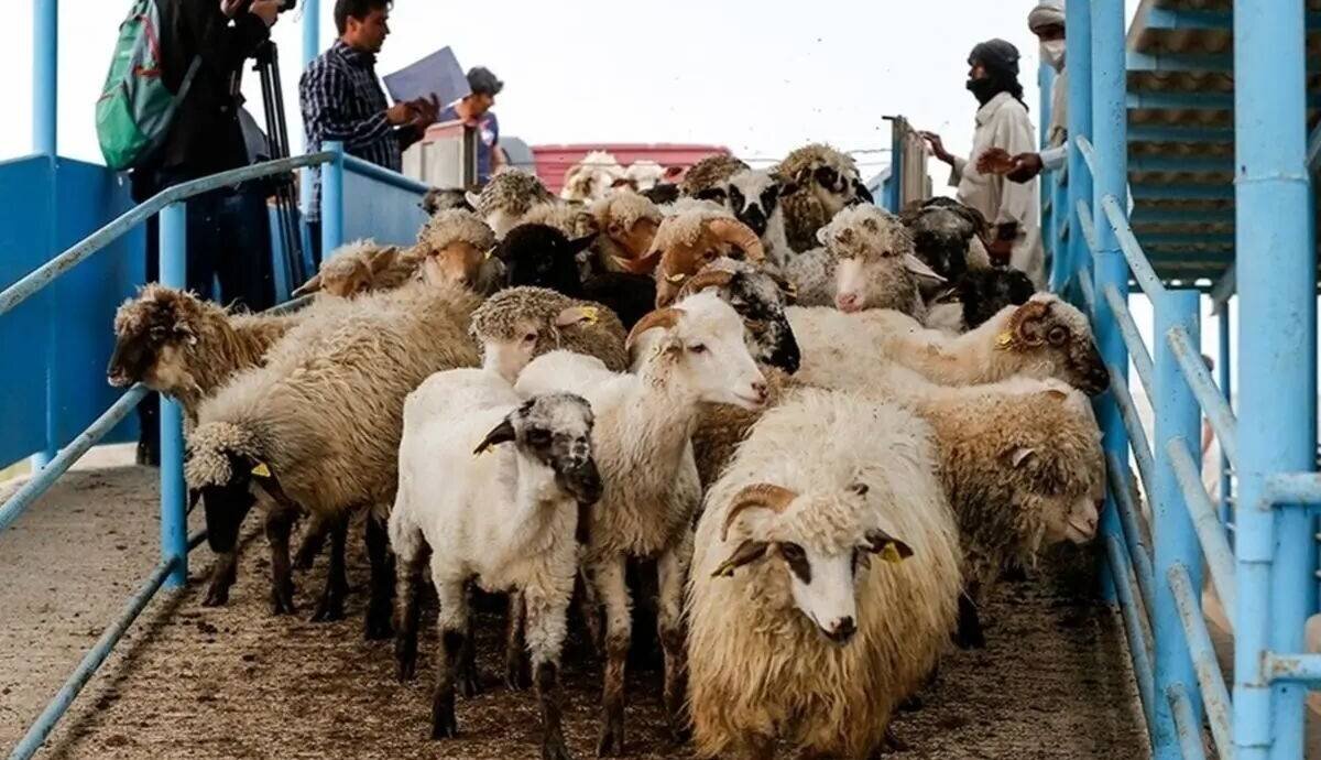 افزایش سرقت احشام در زمستان؛ دامداران مراقب باشند