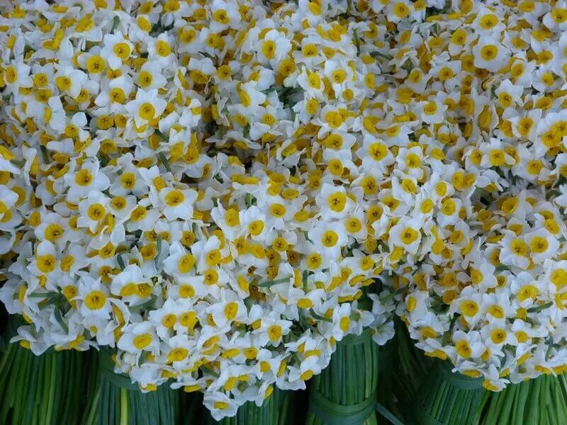 بهبهان، قلب تپنده نرگس ایران؛ خوزستان چگونه به قطب سوم تولید گل نرگس کشور تبدیل شد؟