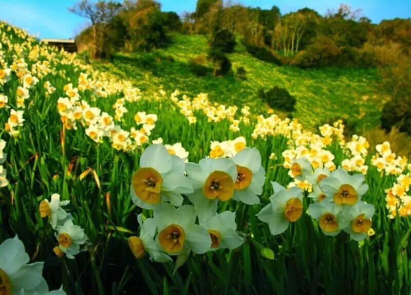 بهبهان، قلب تپنده نرگس ایران؛ خوزستان چگونه به قطب سوم تولید گل نرگس کشور تبدیل شد؟