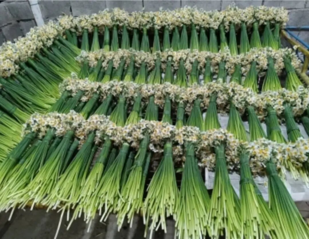 بهبهان، قلب تپنده نرگس ایران؛ خوزستان چگونه به قطب سوم تولید گل نرگس کشور تبدیل شد؟