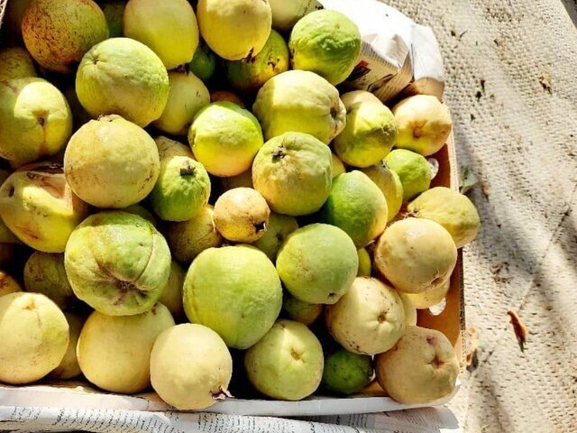 آغاز برداشت میوه گرمسیری گواوا از باغات شهرستان راسک