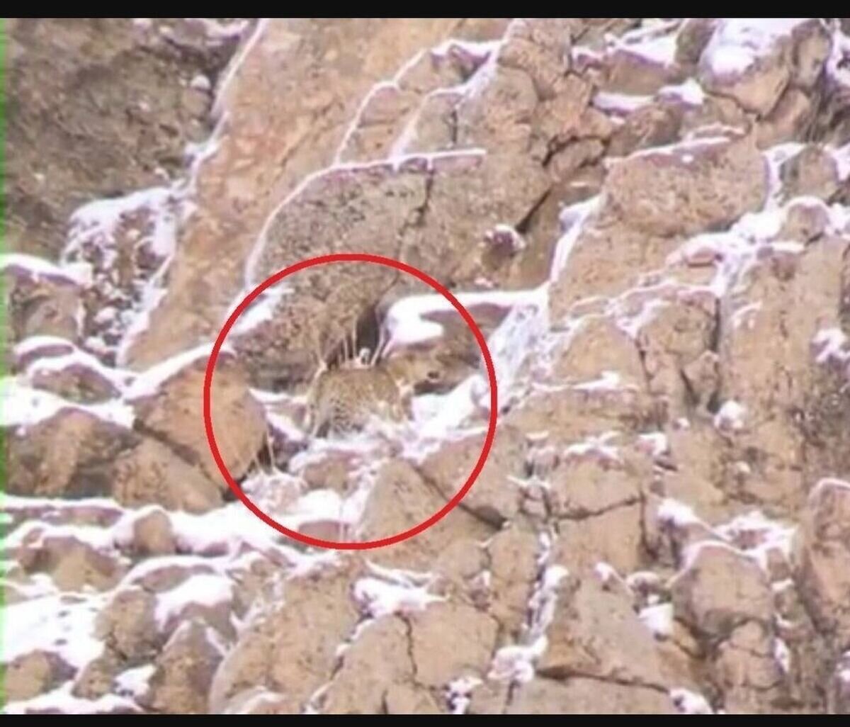 گشت‌زنی پلنگ در فیروزکوه