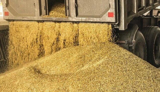 قیمت نهاده‌های دامی پس از حذف ارز ترجیحی کشف شد