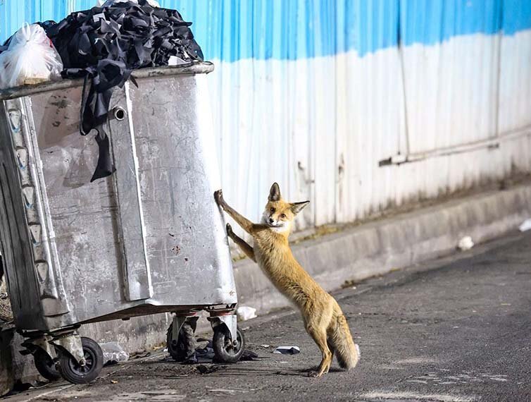 حضور حیات وحش در شهر تهران؛ خوب یا بد؟