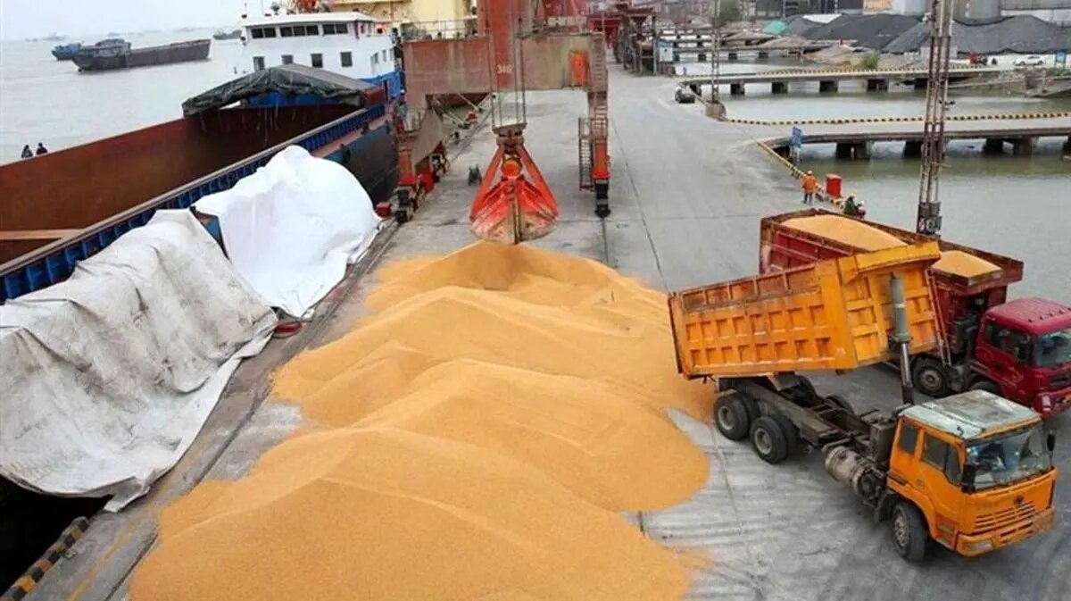 شوک قیمتی گوشت قرمز و مرغ با حذف ارز ترجیحی نهادههای دامی
