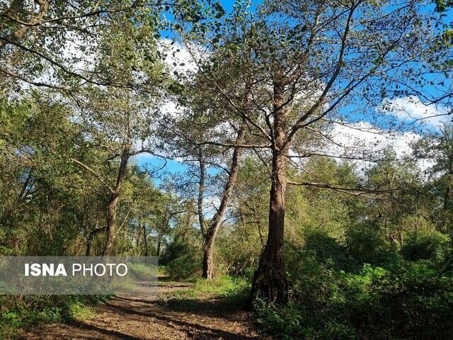 خمام؛ نگینی سرسبز با قدمتی دیرینه در دل جنگل‌های هیرکانی