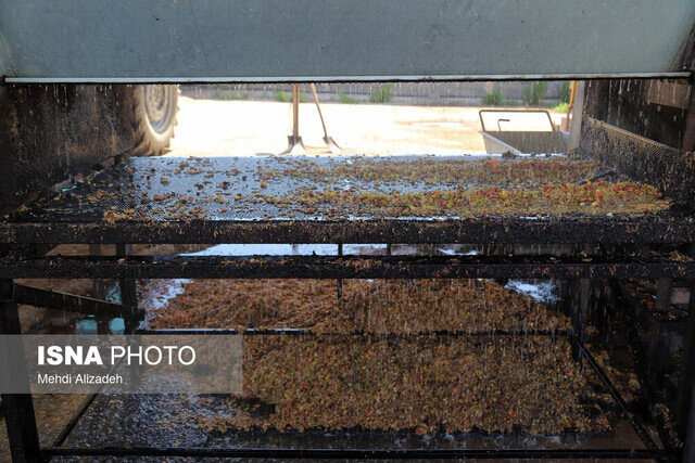 ساخت سورتر هوشمند برای جداسازی پستههای آلوده به آفلاتوکسین