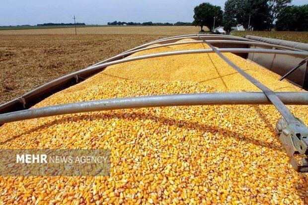 سبوس همچنان دونرخی است