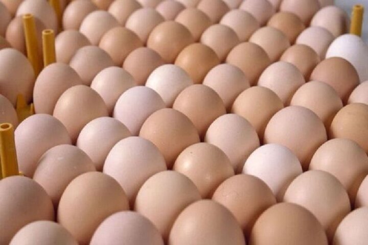 جریمه ۴۶ میلیارد ریالی قاچاقچیان تخم مرغ در هرمزگان